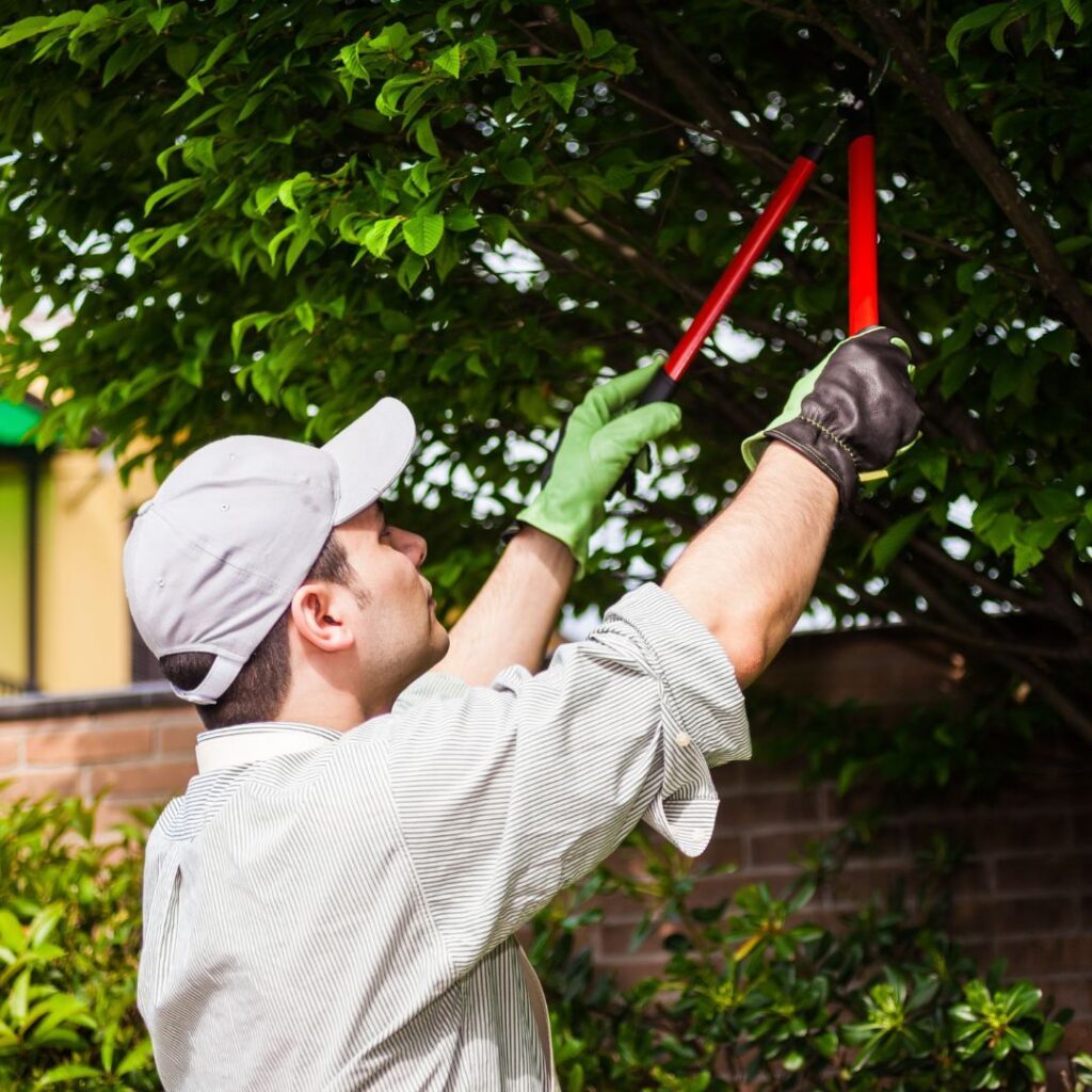 TRIM BRANCHES